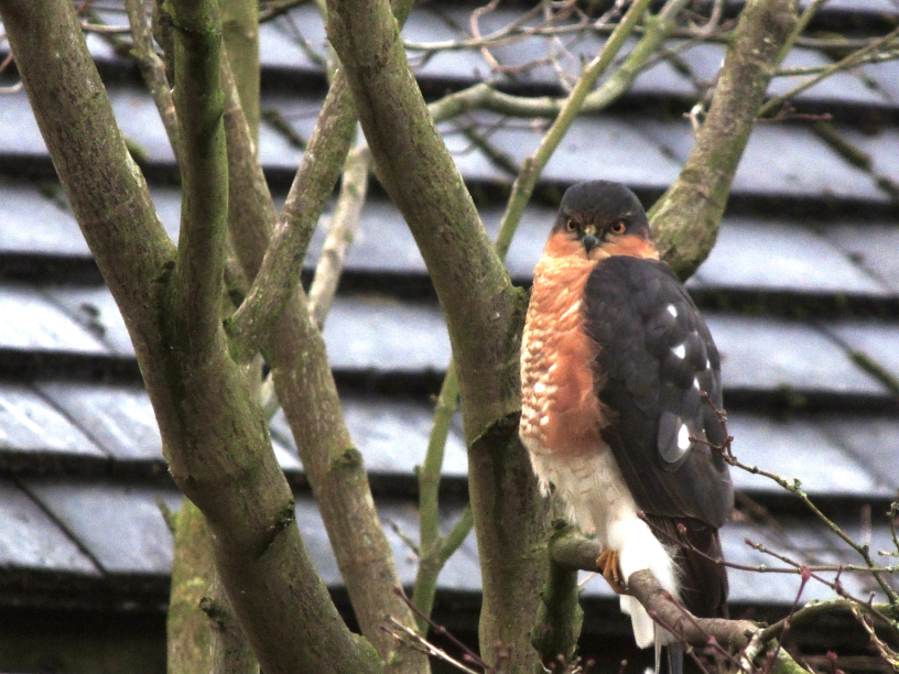 Sparrowhawk at Maplewood House
